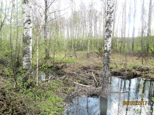 Весна
