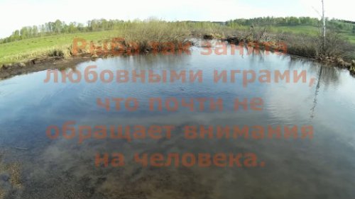 Карась на нересте