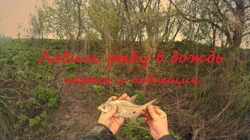 Карась и подлещик. Ловим рыбу в дождь.