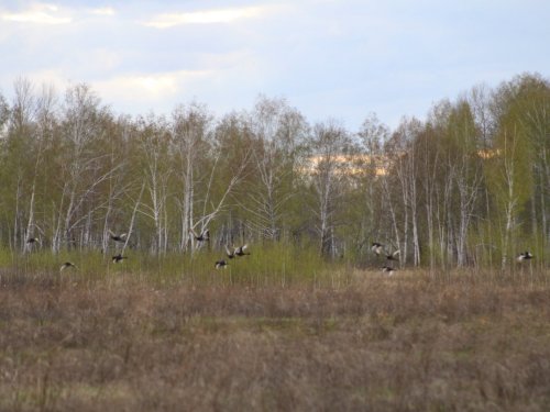 В моём курятнике.