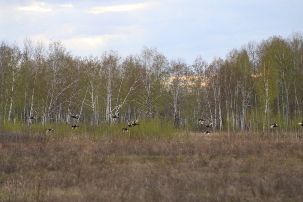В моём курятнике.