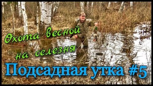 Подсадная утка и охота с ней #5. Охота на селезня кряквы с подсадной уткой весной.