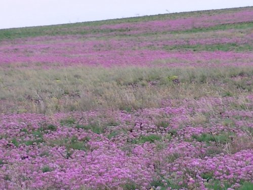 косогоры в цвету