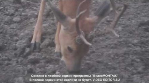 Косули в живой природе .