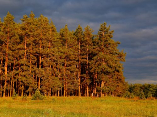 Курская область, Беловский район