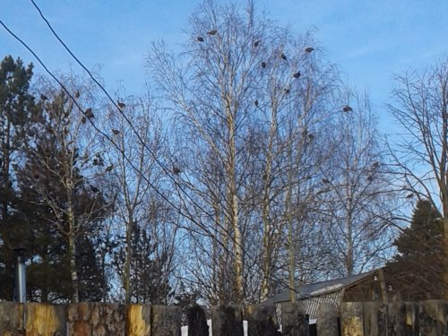 Апрельский ток на огородах