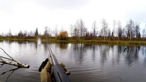 Охота на уток. Осень . Отличный момент с подхода. МР-155