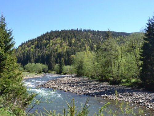 Зеленка