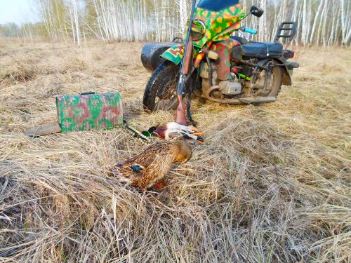 Чистим пёрышки...