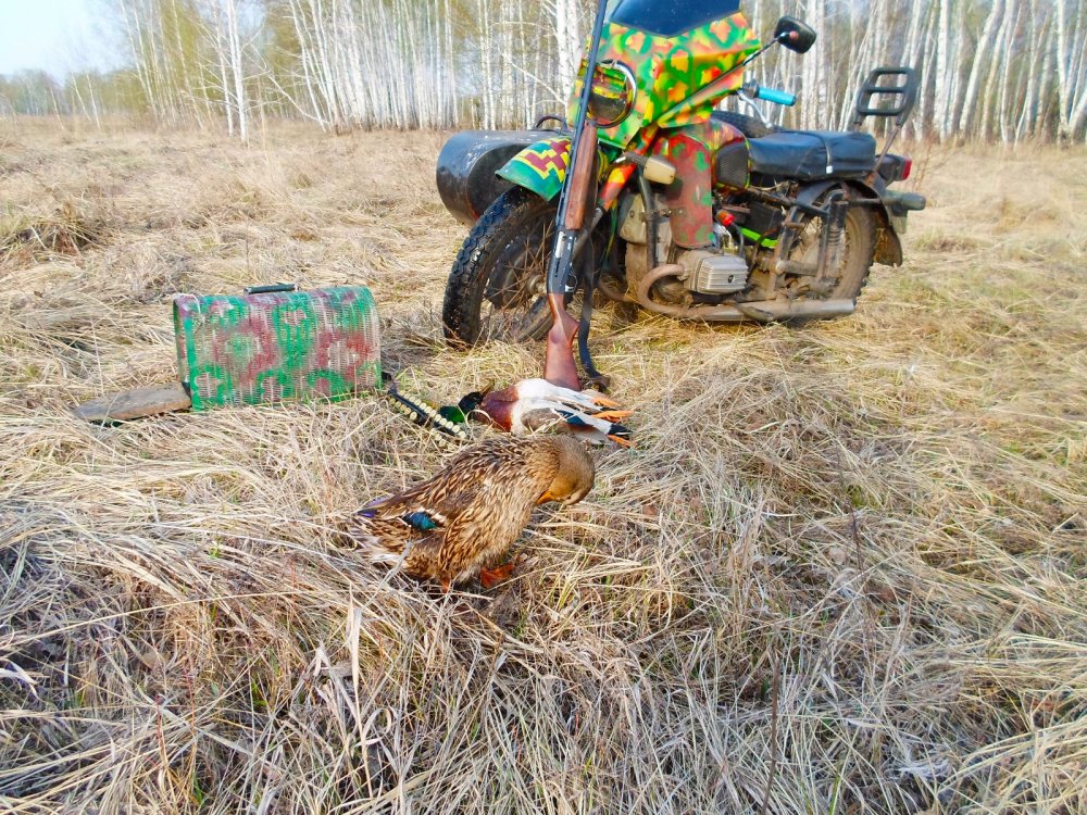 Чистим пёрышки...