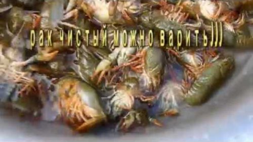 Как вкусно сварить раков