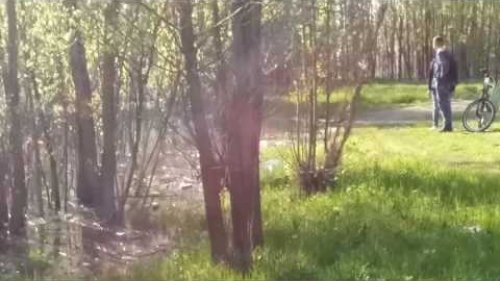 Выводок утки. Не рано ааа?