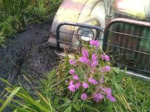 Поездка за ягодой.