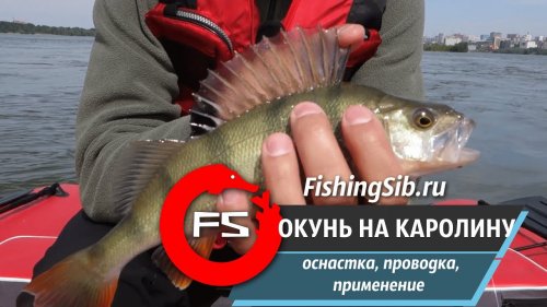 Ловля окуня на каролину