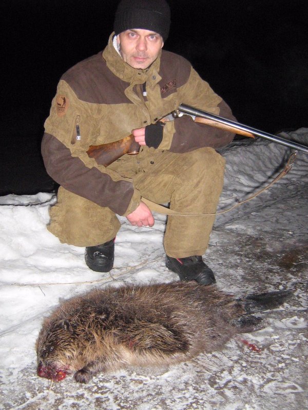 бобр