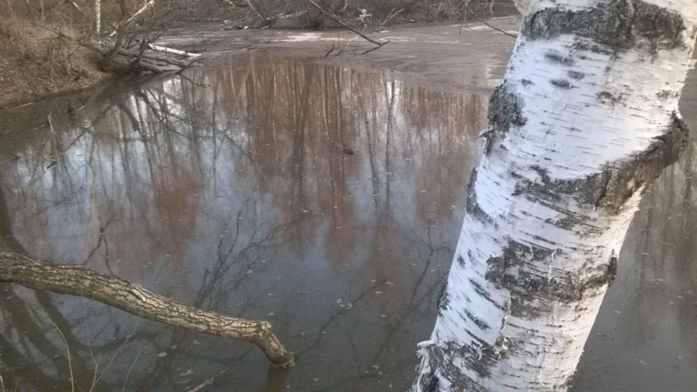 бобр