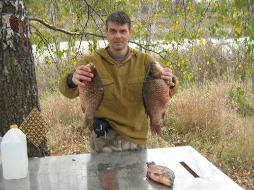 караси
