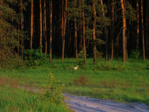Курская область, Беловский район