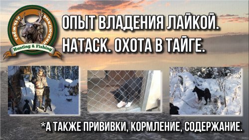 Опыт владения лайкой. Натаск. Прививки. Кормление. Охота с собакой в тайге.