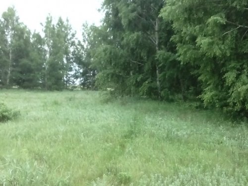 Тихая охота. Грибной сезон