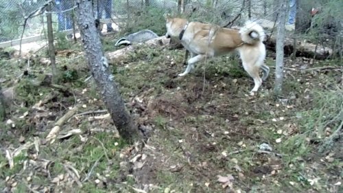 Знакомство с барсуком