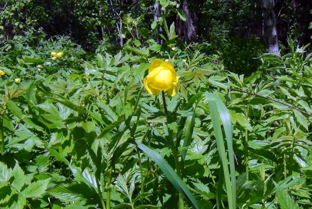 Купальница.