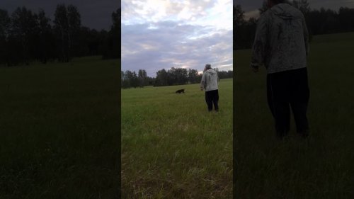 Работа Берты по перепелке.Путаем команды)))