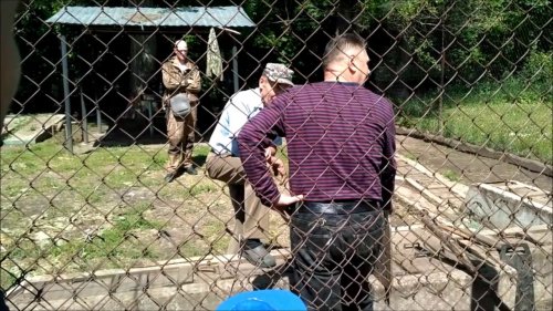Охота на Орловщине  Отчет о выставке  Часть 3  Испытания норных собак