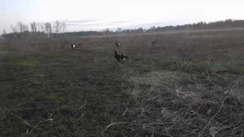 66 секунд на току. К блогу " Его Величество-Шалаш".