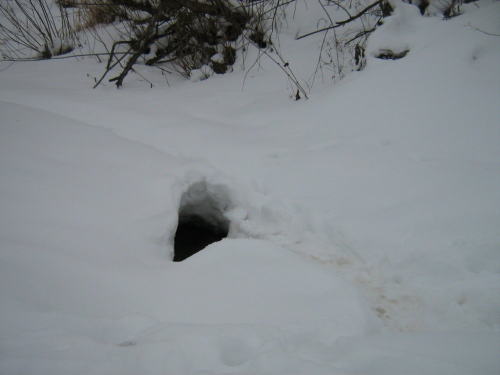 бобровый вылаз