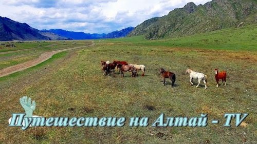 У подножия гор  Алтая - 2017.