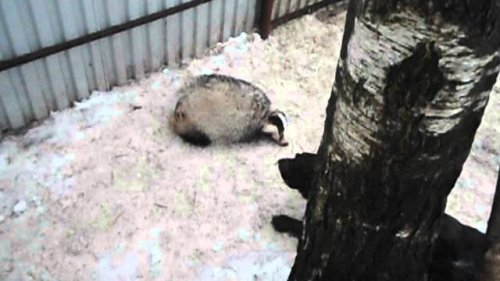 вахтельхунд знакомство с барсуком