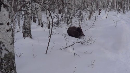 Ну и что!? Что пришел!? Егерь разговаривает с дикими кабанами.