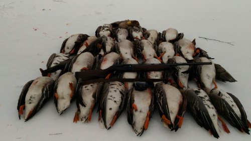 Охота на гуся. Закрытие весеннего сезона. Goose hunting.