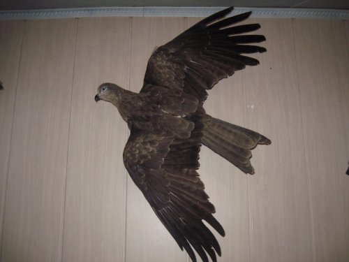 коршун (для Genadiy75rus)