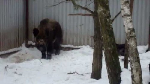 Вахтельхунд