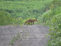 Image description