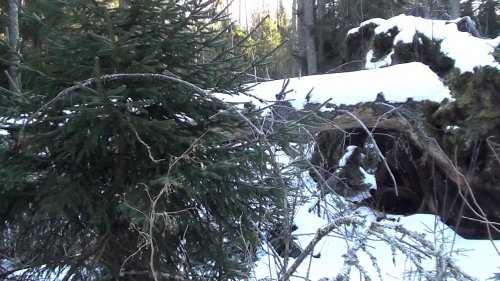 На медведя на берлоге с… лестницей и камерой
