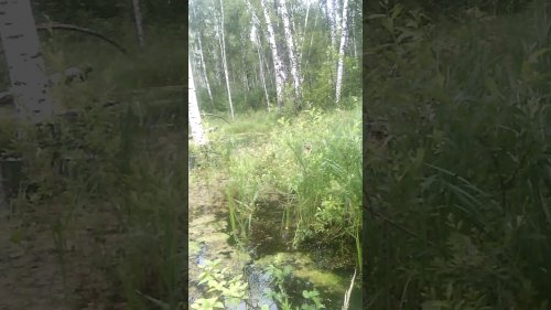 это ролик неожиданно прерывается провалом под землю в катакомбы бобра ,немного отдышался и пошел снимать продолжение но в следующем ролике ниже