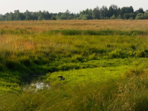 Бекас. Белгородская область