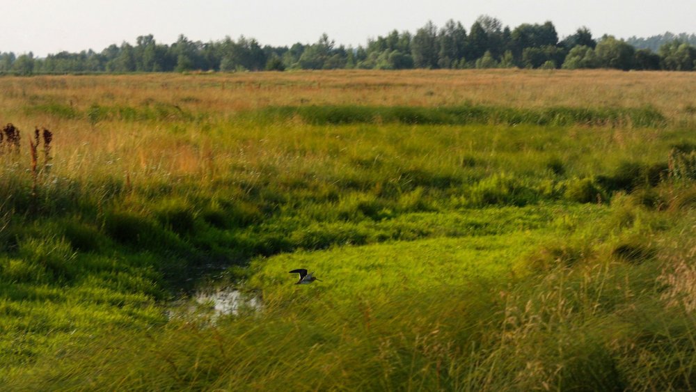 Бекас. Белгородская область