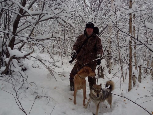 Мои  собаки