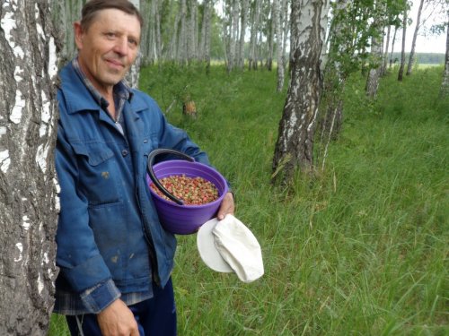 Сбор лесной клубники...Ягода есть!Это точно.