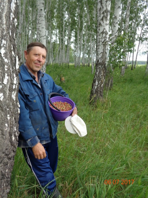 Сбор лесной клубники...Ягода есть!Это точно.