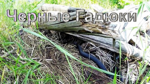 Черные гадюки греются на солнце.
