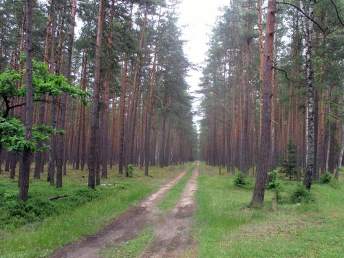 Лесная дорога.