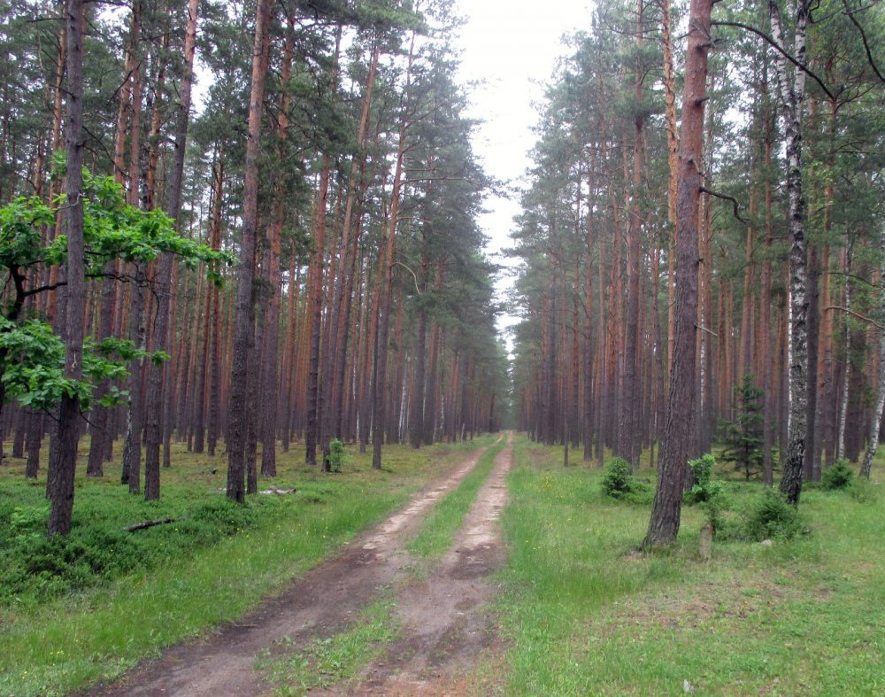 Лесная дорога.