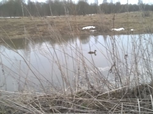 весна