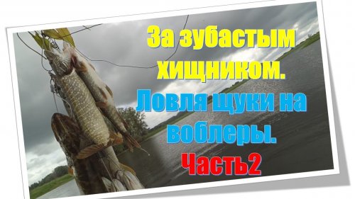 За зубастым хищником.  Ловля щуки на воблеры. Часть2