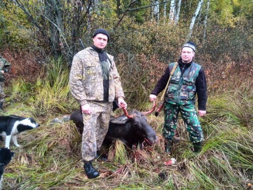загонная охота на лося